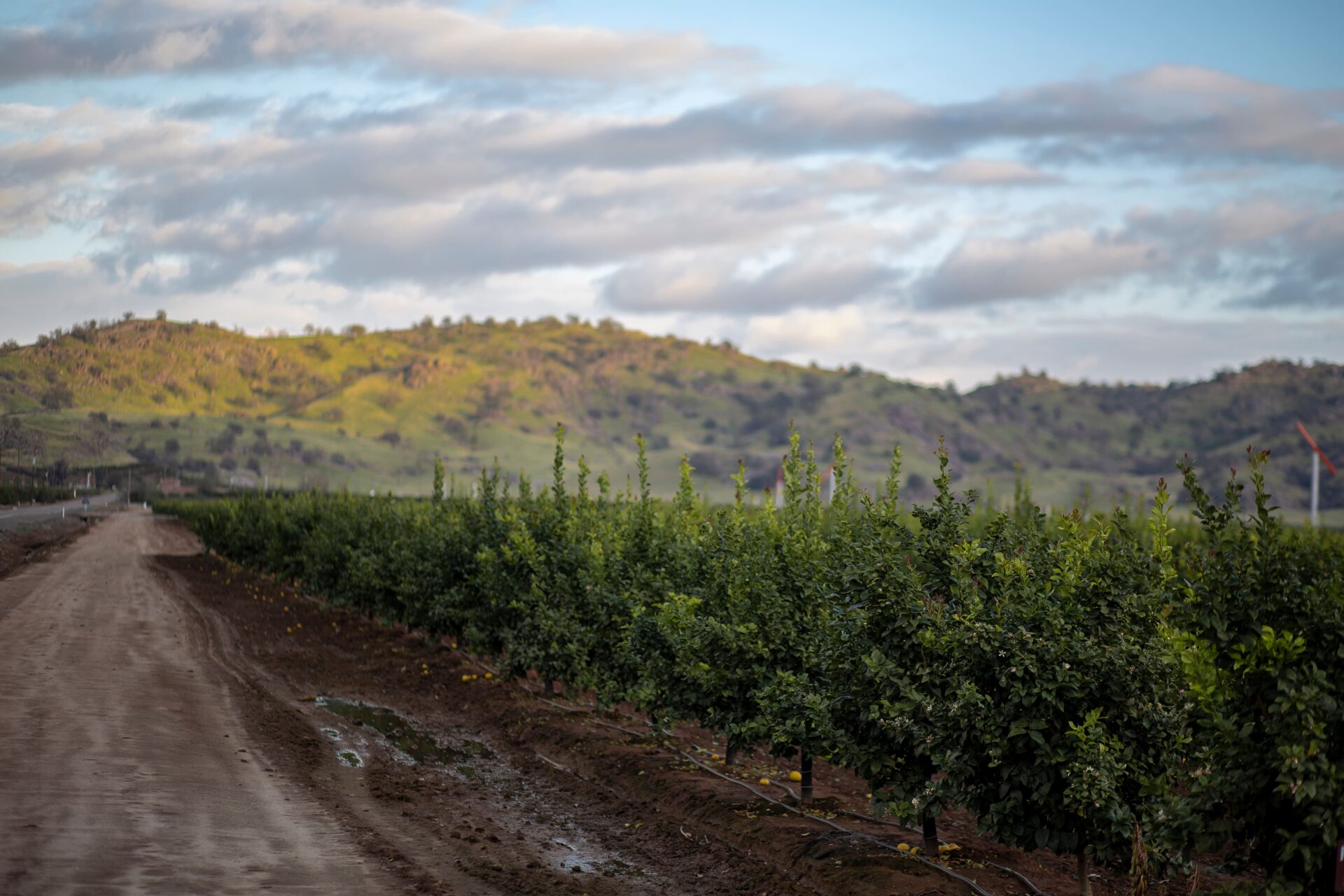 Hanford, CA A orange grove with mountains in the background
