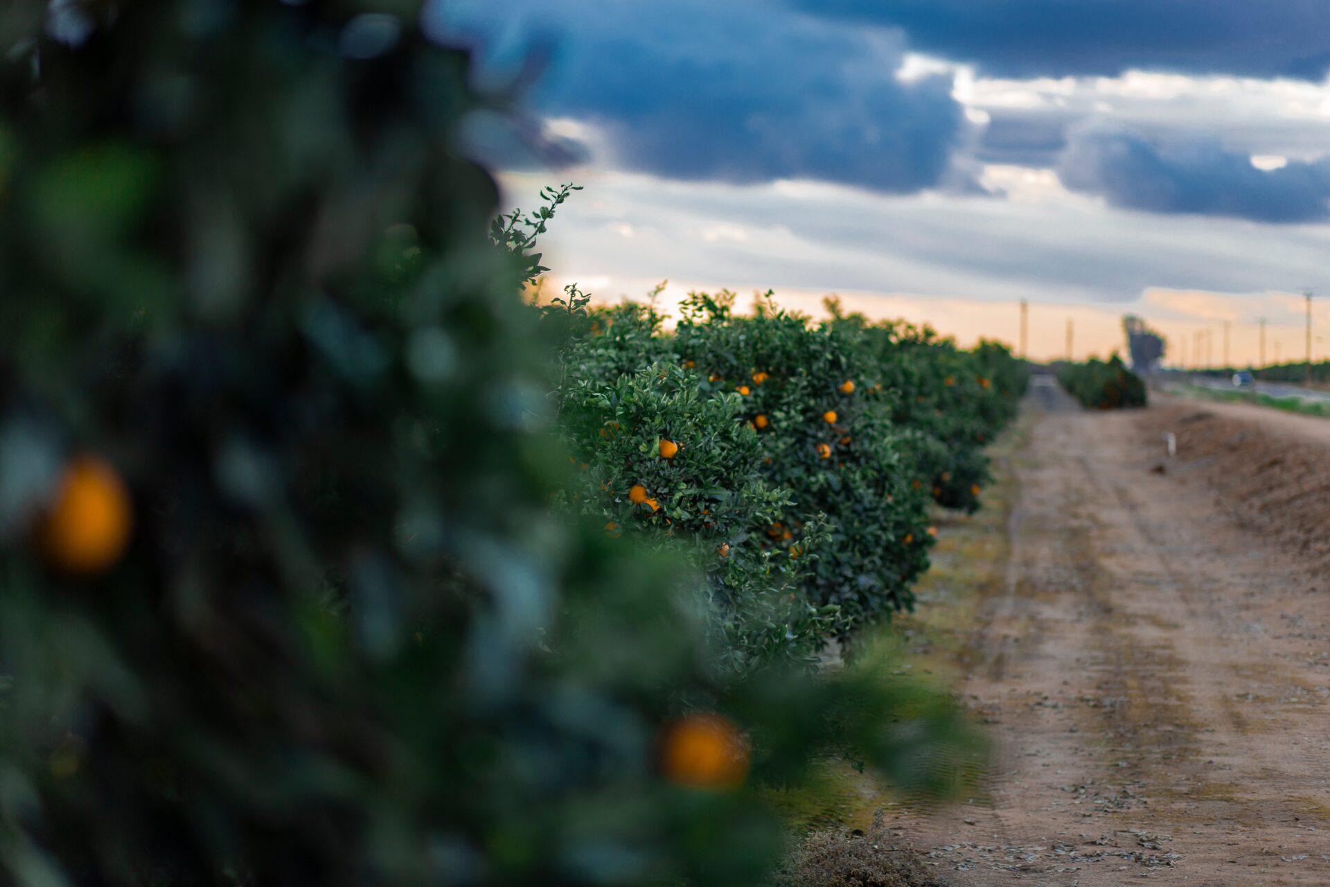 An orange grove An orange grove